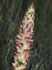 Disa versicolor