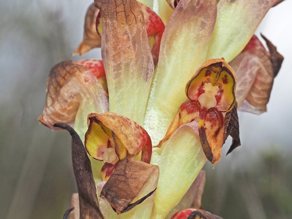 Browning Disa