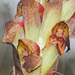 Browning Disa - Photo (c) Felix Riegel, some rights reserved (CC BY-NC), uploaded by Felix Riegel