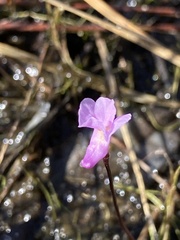 Utricularia resupinata
