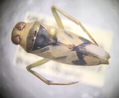 Notonecta undulata