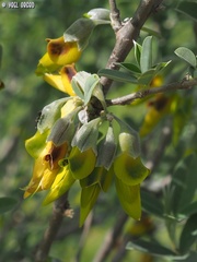 Anagyris foetida