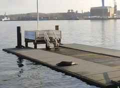 Halichoerus grypus grypus