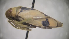 Notonecta undulata