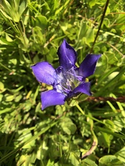 Gentiana plurisetosa