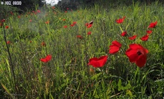 Anemone coronaria
