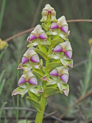 Disperis cardiophora