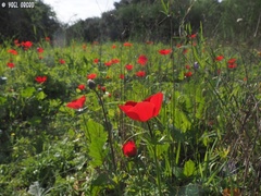 Anemone coronaria