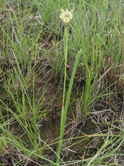 Moraea trifida