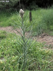 Asphodeline lutea