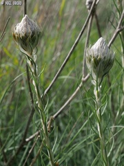 Asphodeline lutea