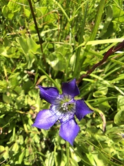 Gentiana plurisetosa