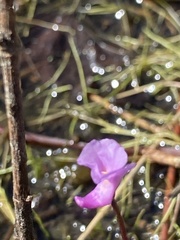Utricularia resupinata