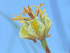 Moraea trifida