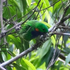 Chlorochrysa calliparaea