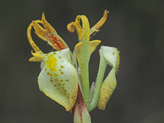 Moraea trifida