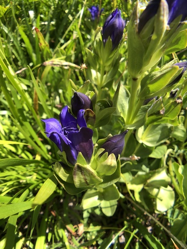 Image of Gentiana plurisetosa by (c) Dee Shea Himes, some rights reserved (CC BY)