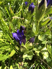 Gentiana plurisetosa