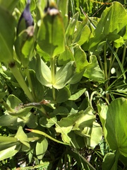 Gentiana plurisetosa