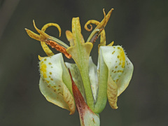 Moraea trifida
