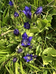 Gentiana plurisetosa