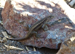 Liolaemus neuquensis