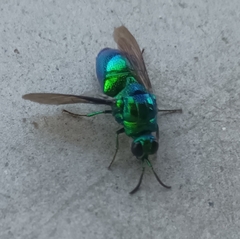 Stilbum