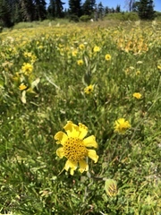 Kyhosia bolanderi