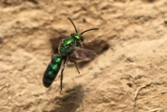 Pseudaugochlora graminea