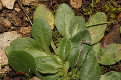 Bellis sylvestris