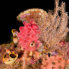 Hexabranchus sanguineus