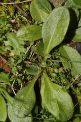 Bellis sylvestris