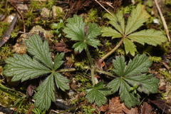 Potentilla verna