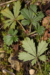 Potentilla verna