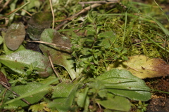 Arenaria serpyllifolia