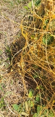 Cuscuta umbellata