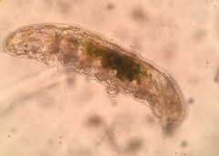 Tardigrada