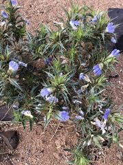 Aptosimum spinescens