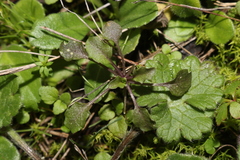Noccaea perfoliata