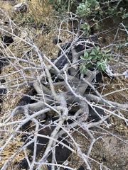 Commiphora tenuipetiolata