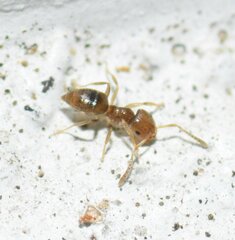 Brachymyrmex obscurior