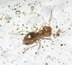 Brachymyrmex obscurior