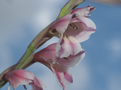 Gladiolus crassifolius
