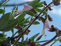 Syncolostemon cinereus
