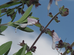 Syncolostemon cinereus
