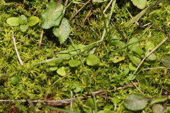Veronica arvensis