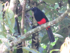 Hypopyrrhus pyrohypogaster