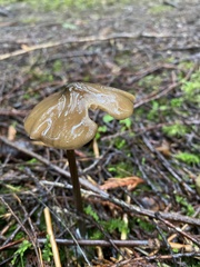 Entolomataceae