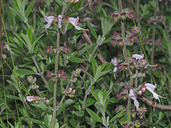 Syncolostemon cinereus