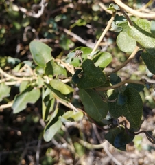 Cissampelos capensis